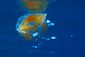 Fried egg Jellyfish
